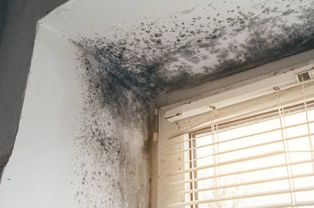 Affordable Mold Cleanup solutions in Warren, IL